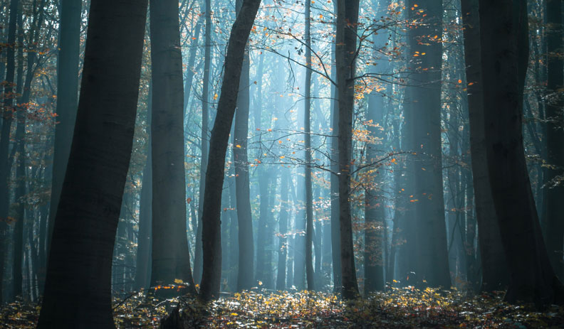 Trees in a forest with light shining through